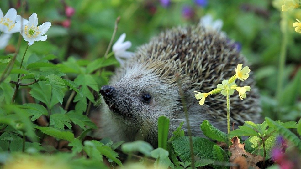 Vortrag zum Naturschutz im eigenen Garten