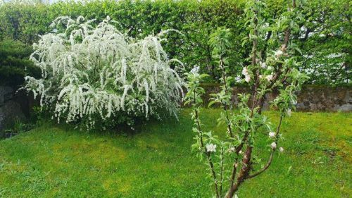 OGV Kirchberg in Tirol - Frühlingsarbeiten im Garten