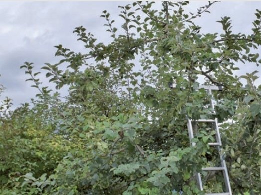 Grundkurs Obstbaumschnitt „Alte Bäume“ Theorie – und Praxiskurs