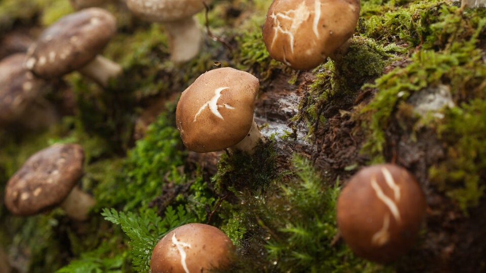 Pilzkultivierung im Garten - Vortrag